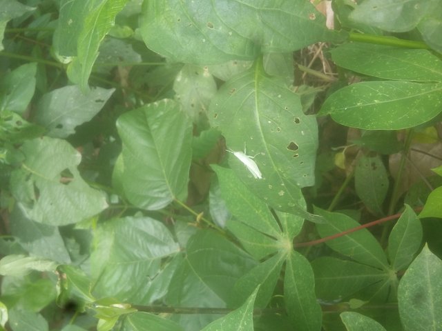 20190517_132037.jpg