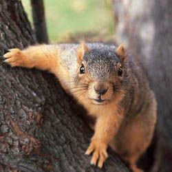 fw-foxsquirrel2.jpg