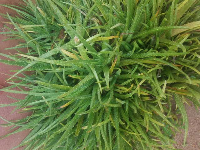 20180701_072849.jpg