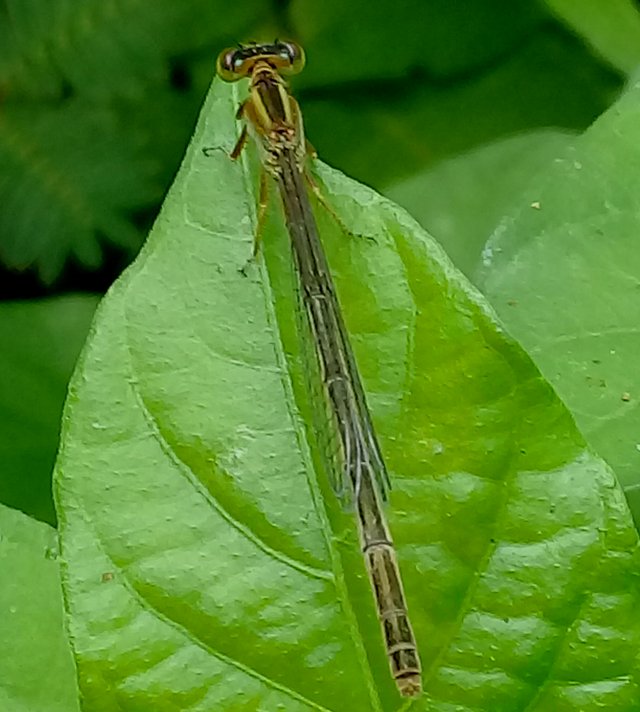 20180827_155853.jpg