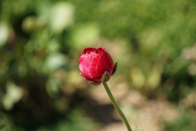 DSC07270_resize.JPG