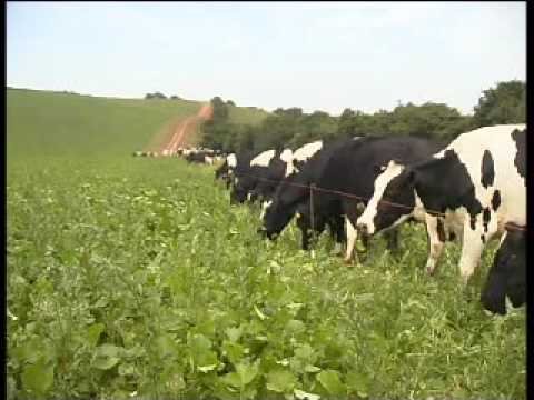 BUSH FALLOWING, MIXED CROPPING, LIVETOCK FARMING AND ITS ADVANTAGE TO ...