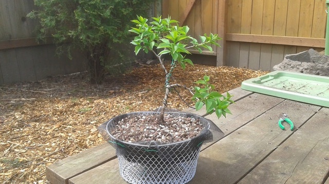 Things to consider to transplant a bonsai tree into a training pot [Bonsai]   Steemit
