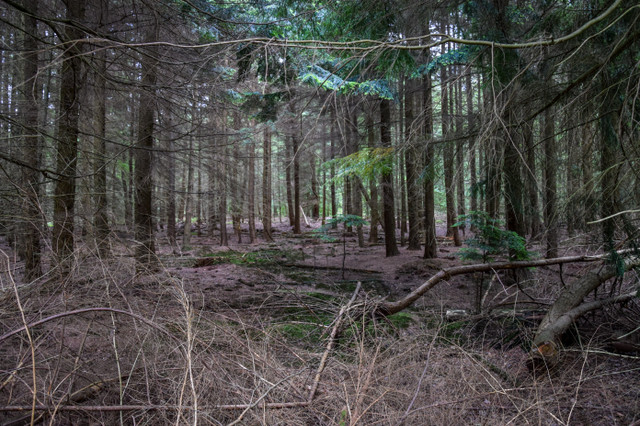 ermelo_forest_4.jpg