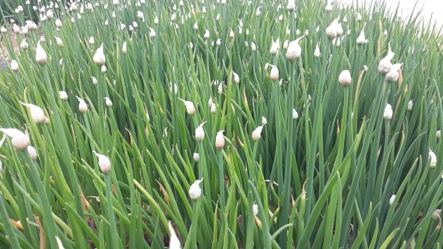20200501_114034.jpg