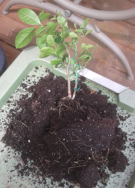 Things to consider to transplant a bonsai tree into a training pot [Bonsai]   Steemit