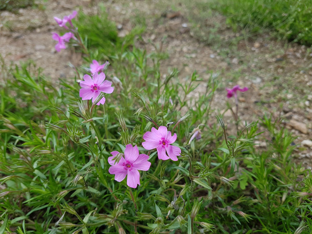 20180520_101855.jpg
