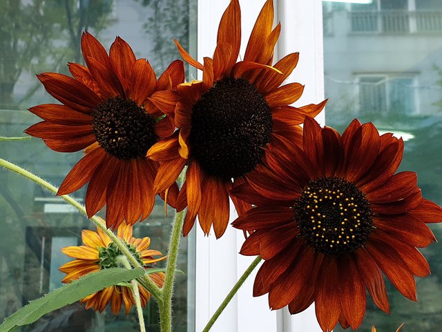 20210917_131208.jpg