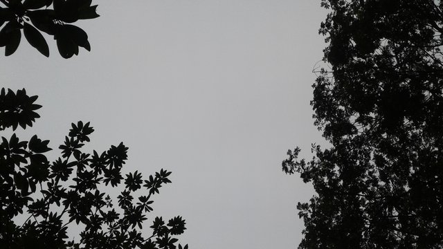 20180619_160953.jpg