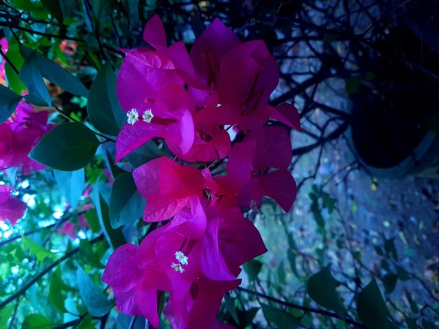 20190810_073842.jpg