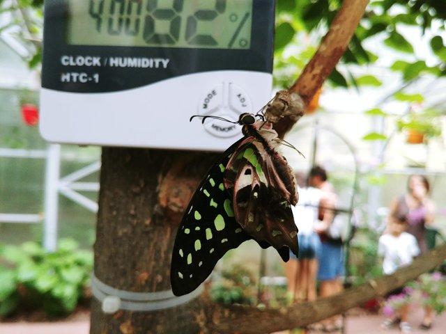 20180727_124209.jpg