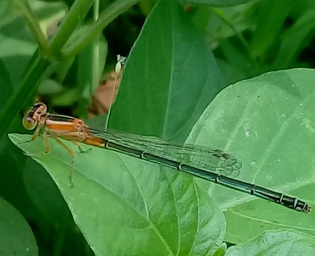 20180827_155554.jpg