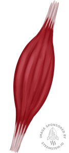 muscolo_schelet.png