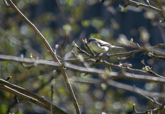 bird 20240528.jpg