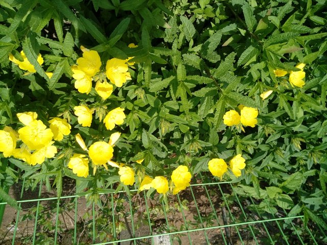 20180529_115136.jpg