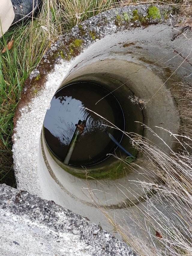 Frog in the pit - 20201025_132139.jpg