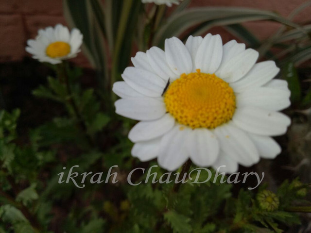flower photos.jpg
