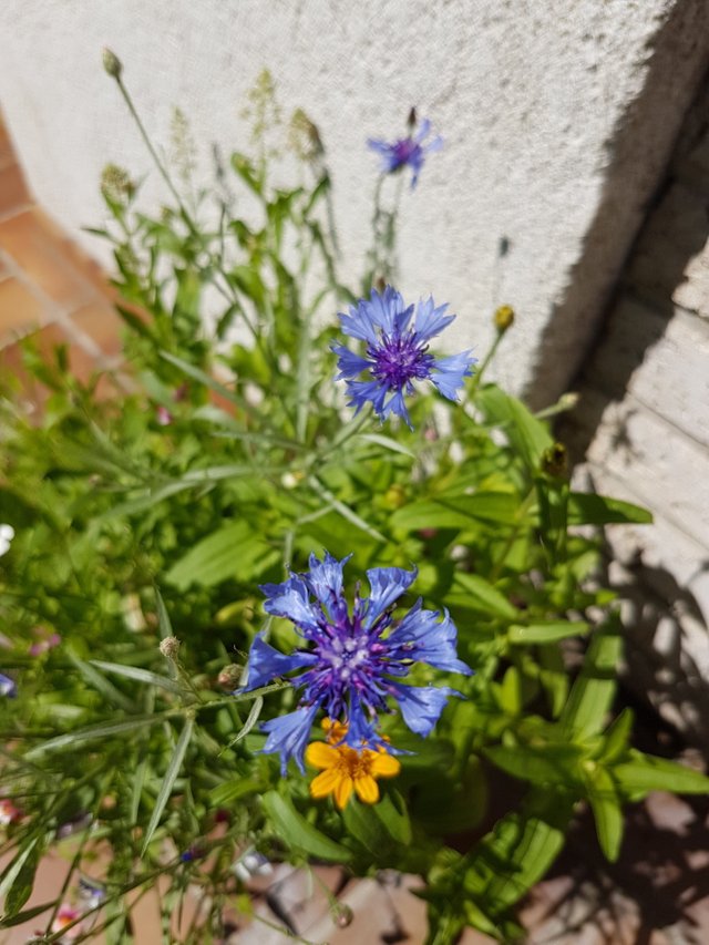 20180616_110450.jpg
