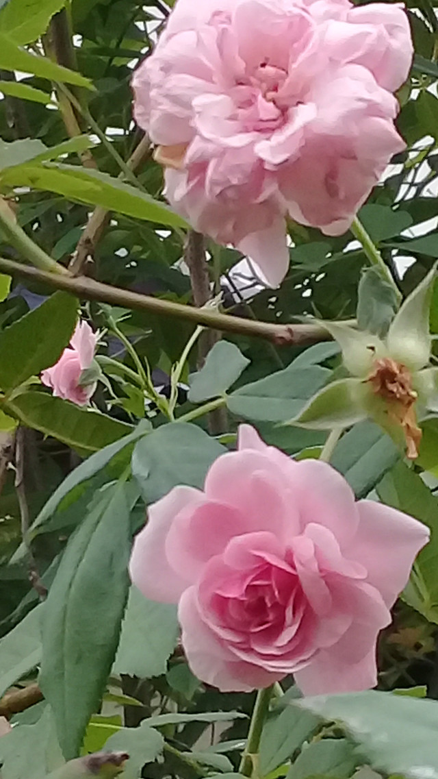 20180617_145225.jpg
