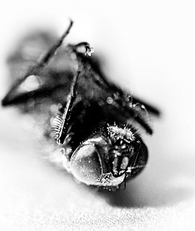 BWMACRO04092018.jpg