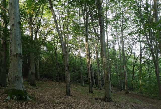 waldspaziergang.jpg