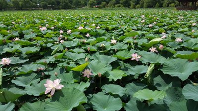 20180704_110422.jpg