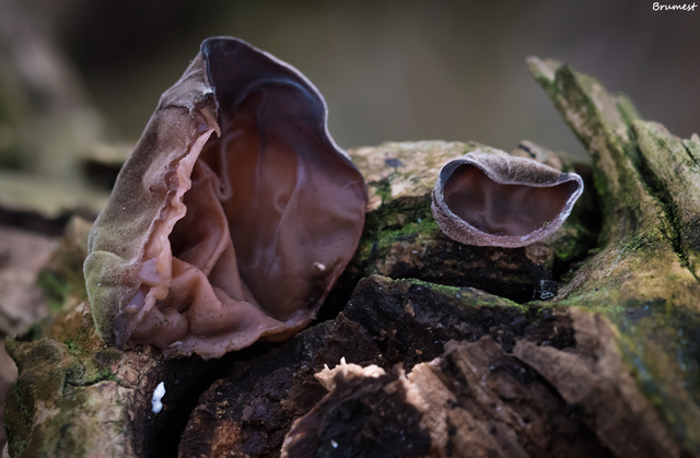 DSC_1120-2-2-ST.png