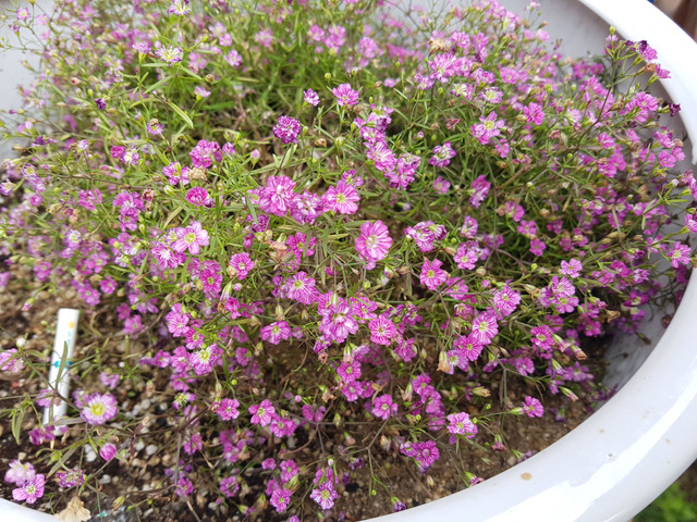 20180520_102036.jpg