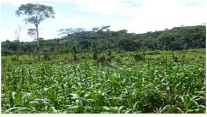 BUSH FALLOWING, MIXED CROPPING, LIVETOCK FARMING AND ITS ADVANTAGE TO ...