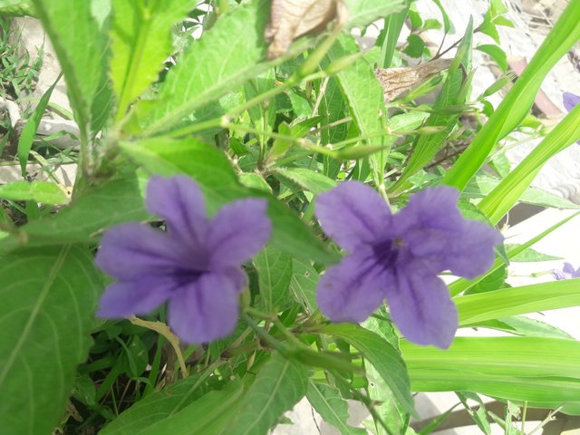 20180803_113201.jpg