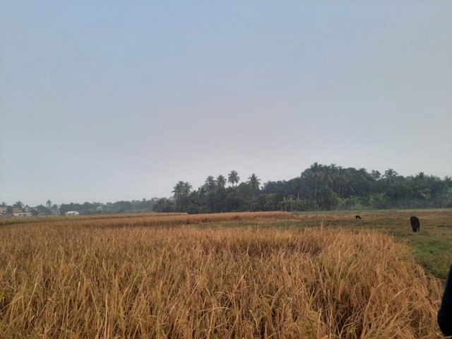 20241126_160707.jpg