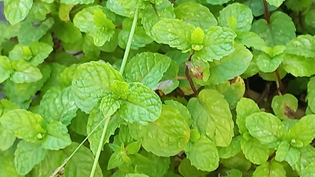 20260814_165249.jpg