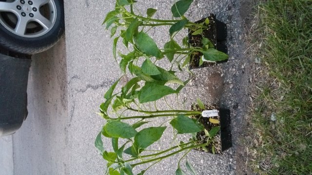 20180526_213157.jpg