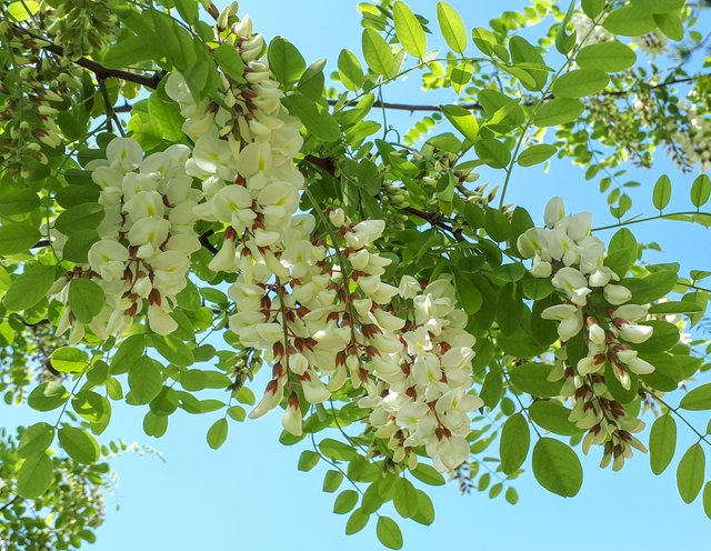 20180429_111959.jpg