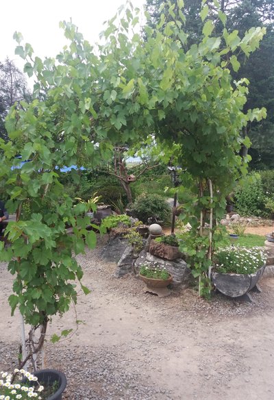 20180617_155315.jpg