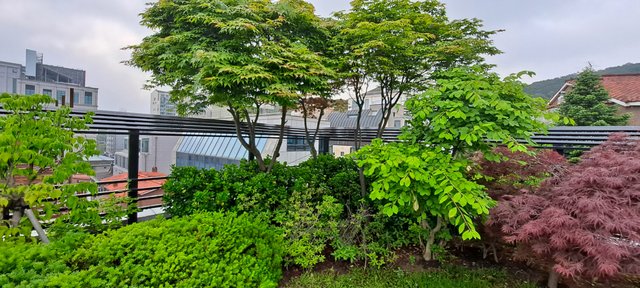 20210518_080506.jpg