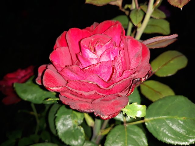 20180804_201731.jpg