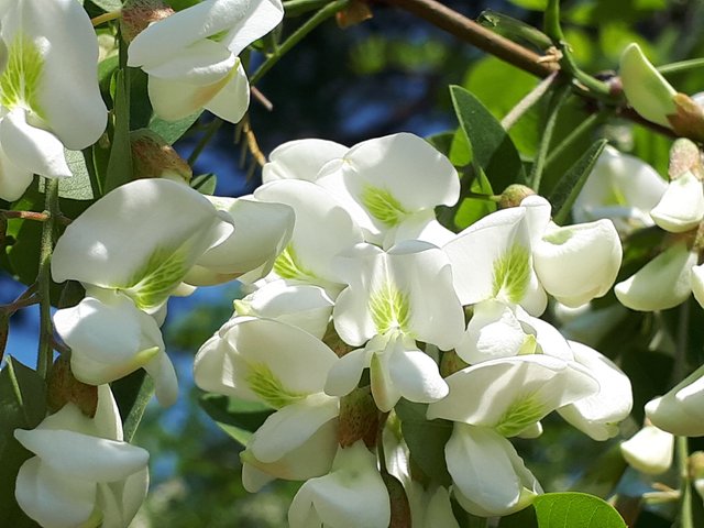 20180429_112542.jpg