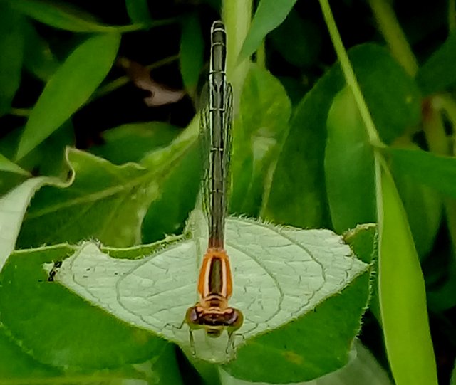 20180827_155805.jpg