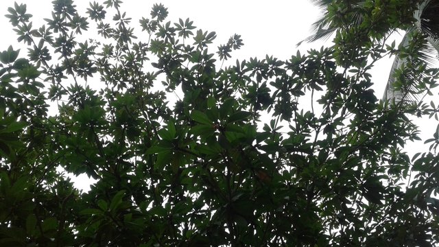 20180619_161039.jpg