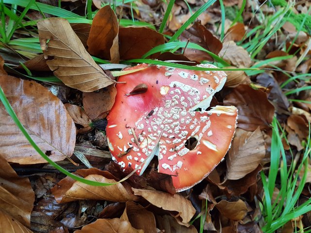 Amanita muscaria - 20201025_083522.jpg
