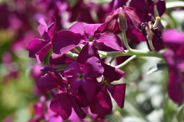purple flower.jpg
