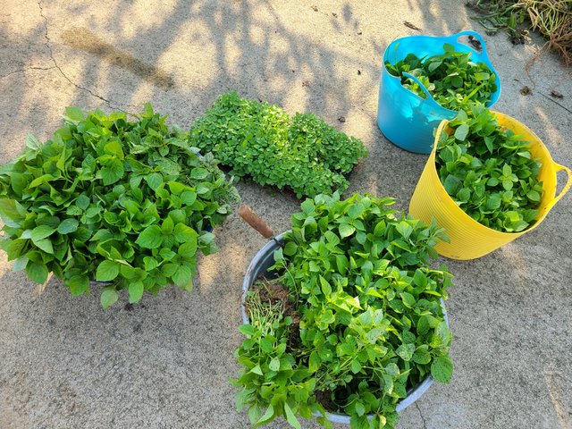 20220703_074404.jpg