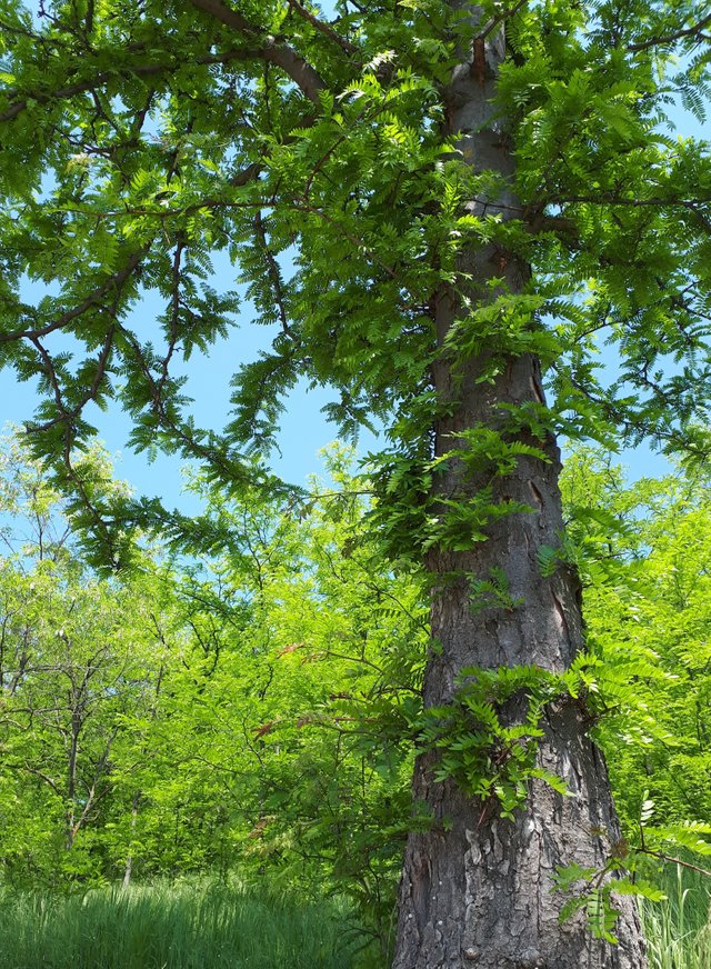 20180429_111452.jpg