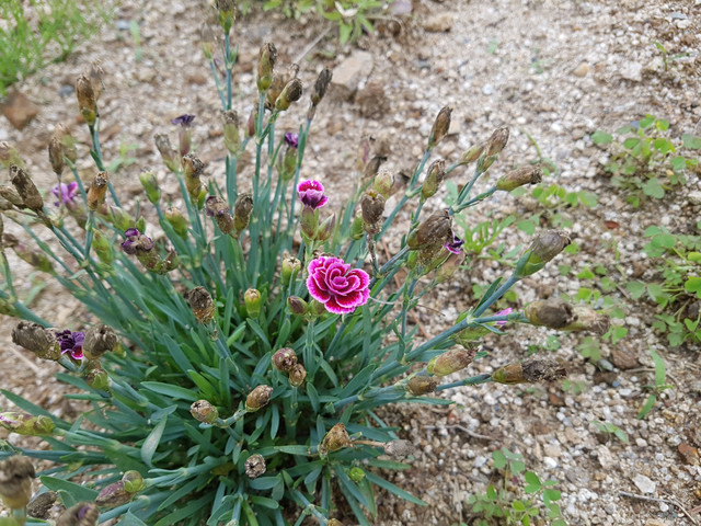 20180520_101925.jpg
