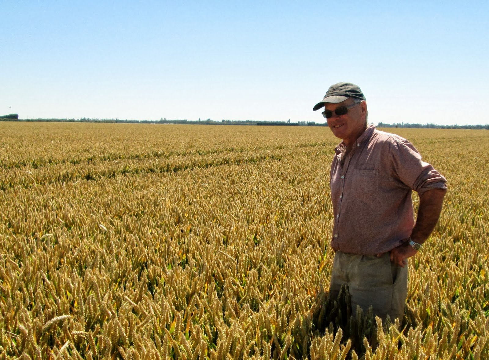 сельхозстрахование. конго работник в поле. фермер в поле. Farm worker. два фермера выращивали пшеницу.