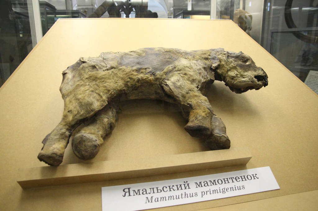 Настоящий музей. Зоологический музей Санкт-Петербург Мамонтенок Дима. Зоологический музей Мамонтенок Дима. Зоологический музей в Санкт-Петербурге чучело мамонта. Мамонт Зоологический музей СПБ.