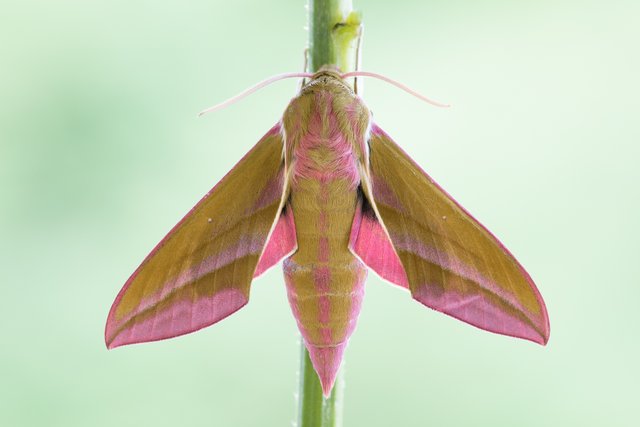 Mittlerer Weinschwärmer (Deilephila elpenor)_CI4A6967-BF.jpg