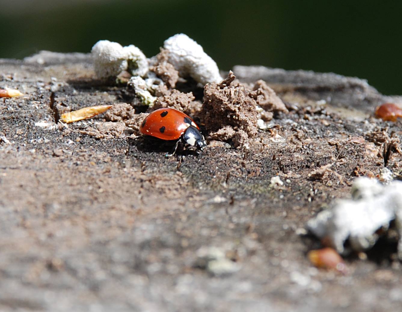 божья коровка на море. увидеть божью коровку зимой. божья коровка зимой. зимовка божьих коровок. нашествие божьих коровок.