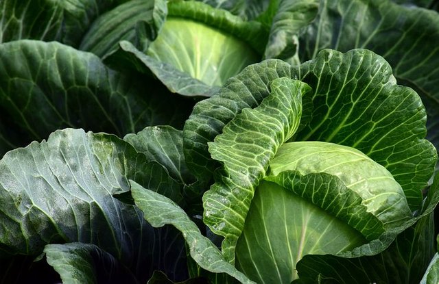 white-cabbage-2747316__480.jpg